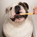 Dog Toothbrush